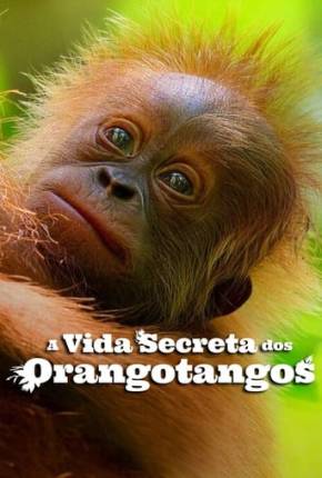 A Vida Secreta dos Orangotangos Baixar o Torrent